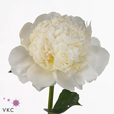 Paeonia princess bride