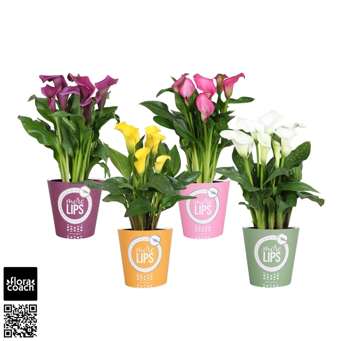 <h4>Zantedeschia gemengd Calla mix in MoreLIPS® potcover</h4>