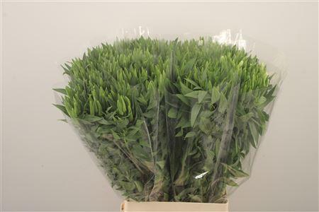 <h4>Clarkia Am Gr White</h4>