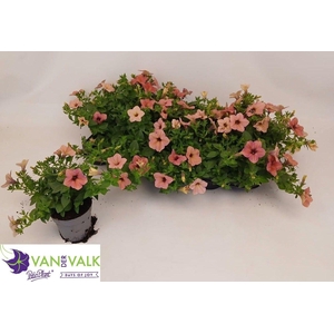 PET TEA ROSE MORN