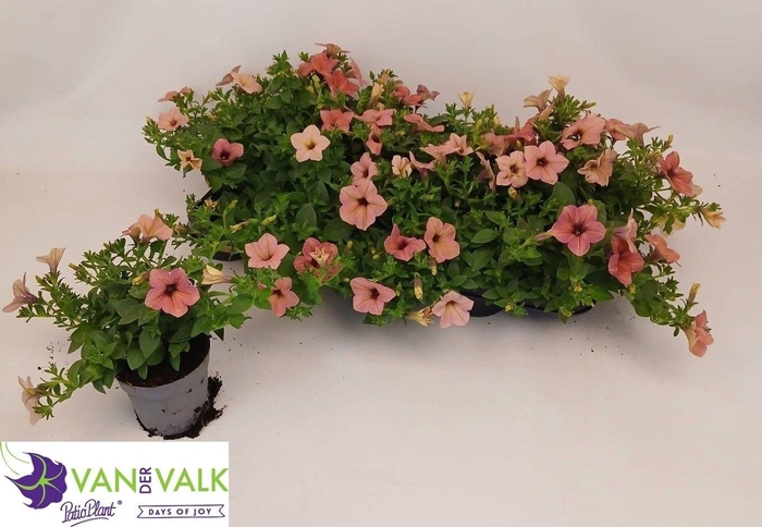 <h4>PET TEA ROSE MORN</h4>