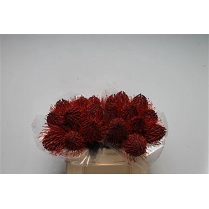 Leuco Klbh Bordeaux