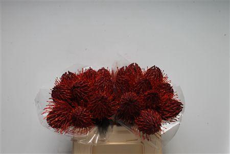 <h4>Leuco Klbh Bordeaux</h4>