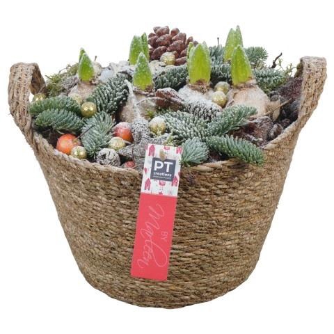 <h4>Opm Pt PTHCH6706 X-mas Mand</h4>