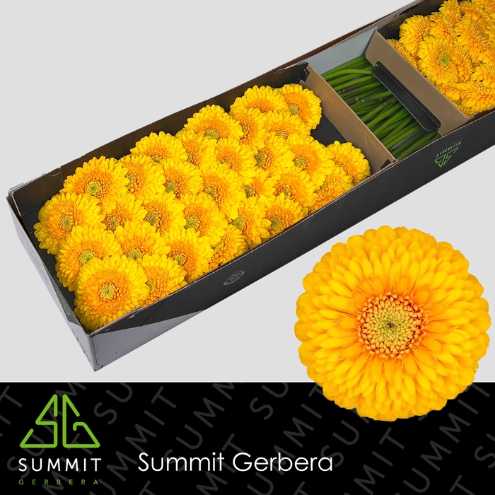 <h4>Germini Pomponi Honeydew Doos</h4>
