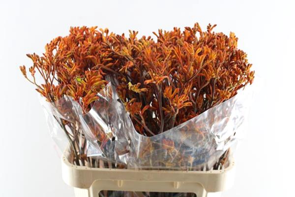 <h4>Anigoz Ov Oranje L 80 Op 20</h4>