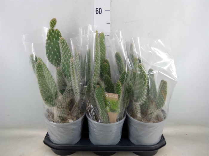 <h4>Opuntia</h4>