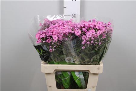 Phlox P Pink Eyes