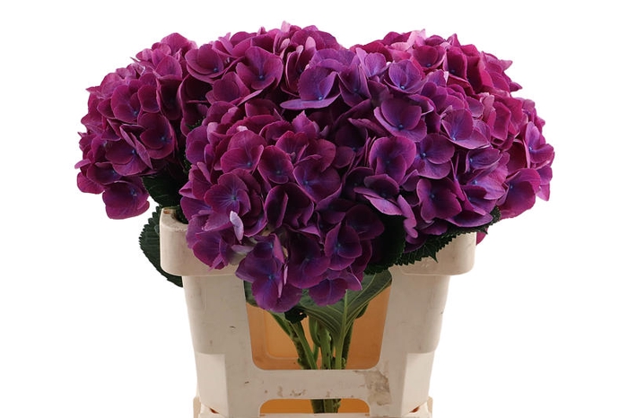 <h4>Hydr Opera 60 cm Vicini</h4>