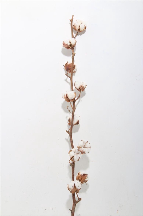 <h4>Gos Hirsutum Wit</h4>