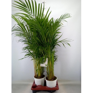 Dypsis lutescens   ...Chrysalidoca