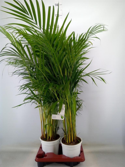 <h4>Dypsis lutescens ...Chrysalidoca</h4>