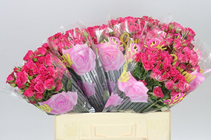 <h4>Rosa Tr Lianne</h4>