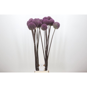 Allium  'Summer Drummer'