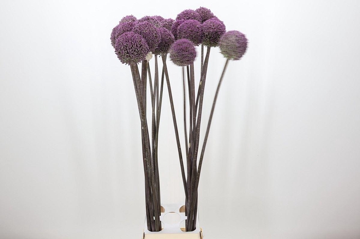 <h4>Allium  'Summer Drummer'</h4>