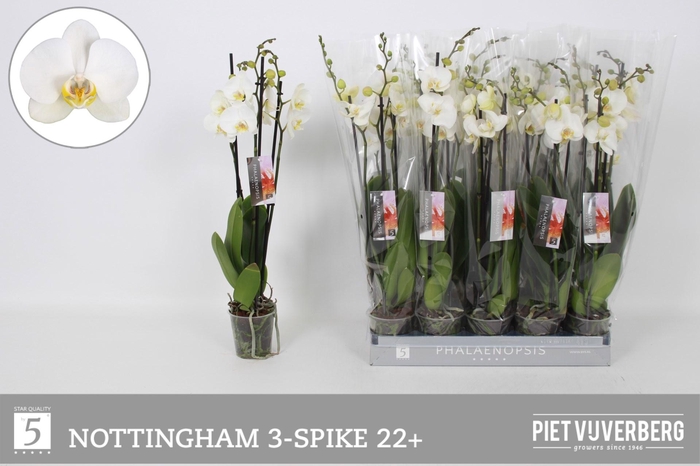 <h4>PHAL AN NOTTINGHAM</h4>