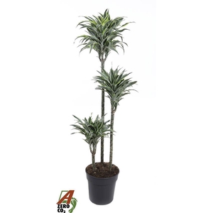 Dracaena Surprise 90-60-30