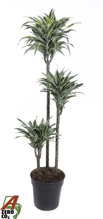 <h4>Dracaena Surprise 90-60-30</h4>