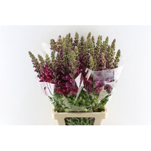 Antirrhinum Maryland Red