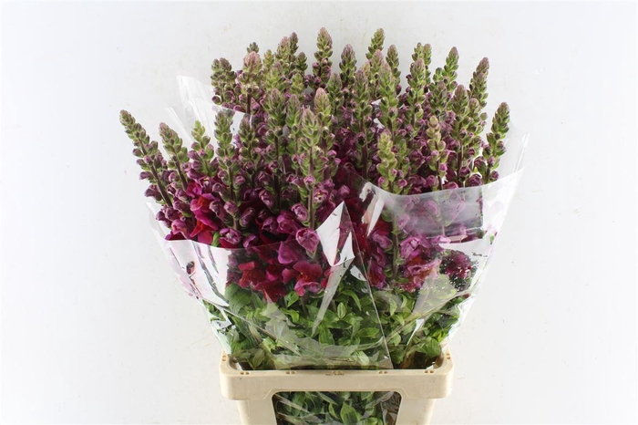 <h4>Antirrhinum Maryland Red</h4>