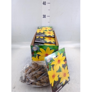 Dahlia   ...flowerbulbs