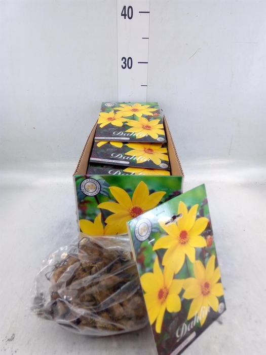 <h4>Dahlia   ...flowerbulbs</h4>