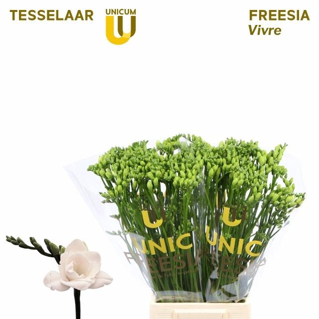 <h4>FR DU VIVRE</h4>