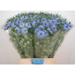 NIGE D SKY BLUE