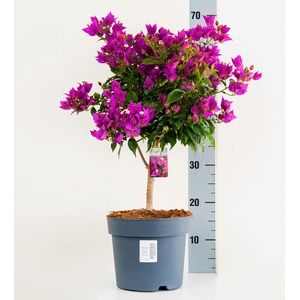 BOUGAINV ELISABETH