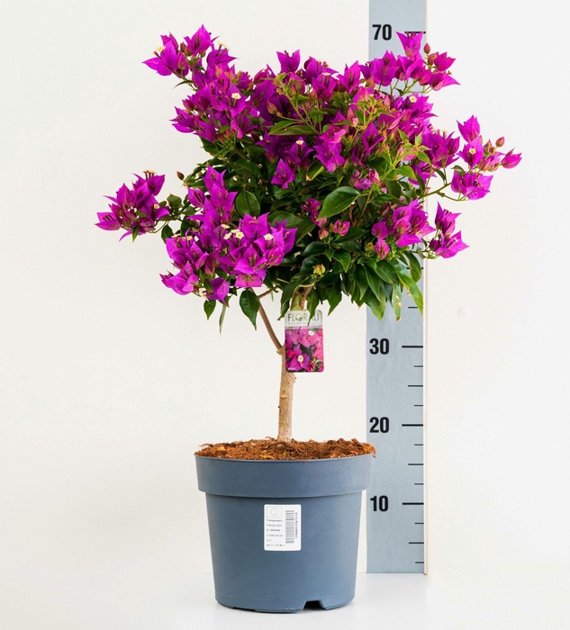 <h4>BOUGAINV ELISABETH</h4>