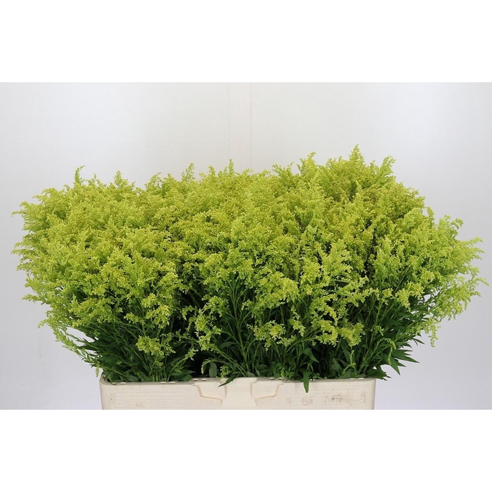 <h4>SOLI BAREIGHT</h4>