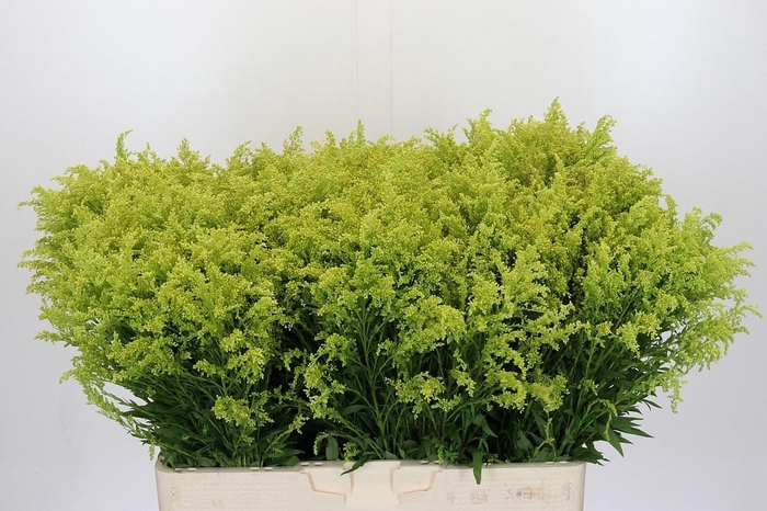 <h4>SOLI BAREIGHT</h4>