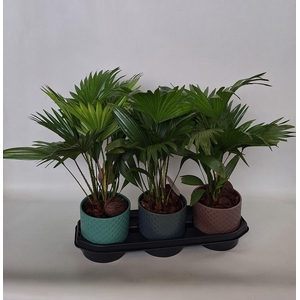 Livistona in keramiek pearl 325-2