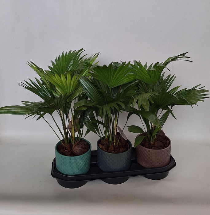 <h4>Livistona in keramiek pearl 325-2</h4>