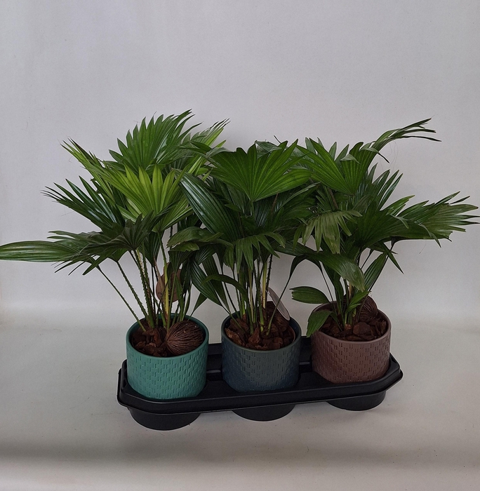 <h4>Livistona in keramiek pearl 325-2</h4>