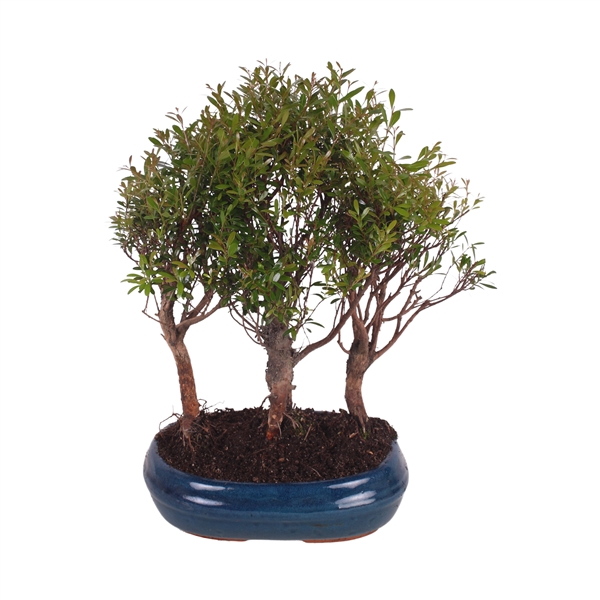 <h4>Bonsai Mix Forest in ø26cm Ceramic</h4>