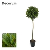 Laurus nobilis Bol op stam