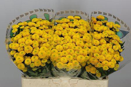 <h4>Chr S Aurinko</h4>