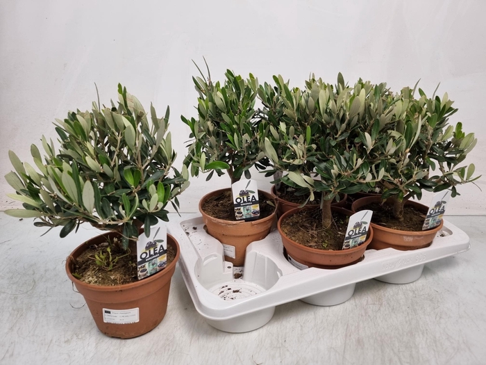 <h4>OLEA EUROPAEA</h4>