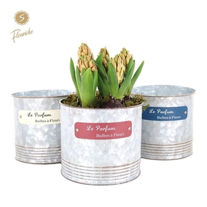 (5704) Hyacint Le Parfume [XL] 5PP Mos