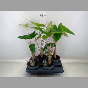 Alocasia zebrina