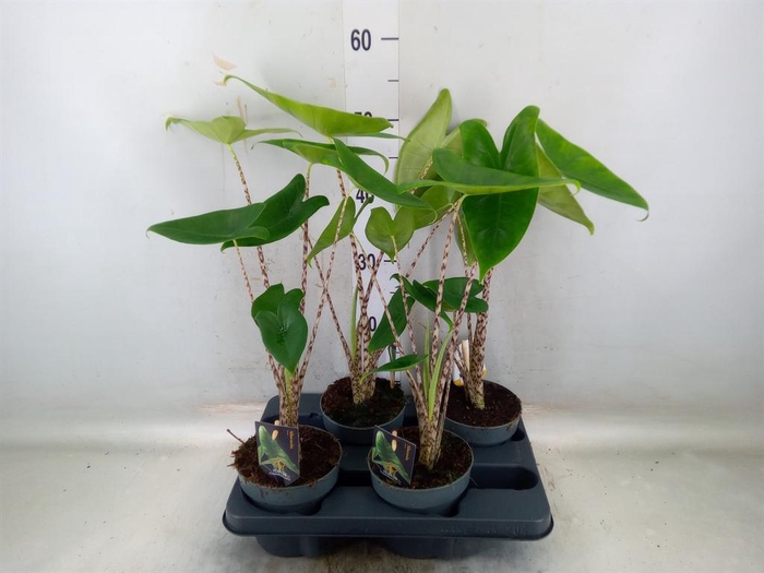 <h4>Alocasia zebrina</h4>