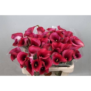 Calla Captain Promise