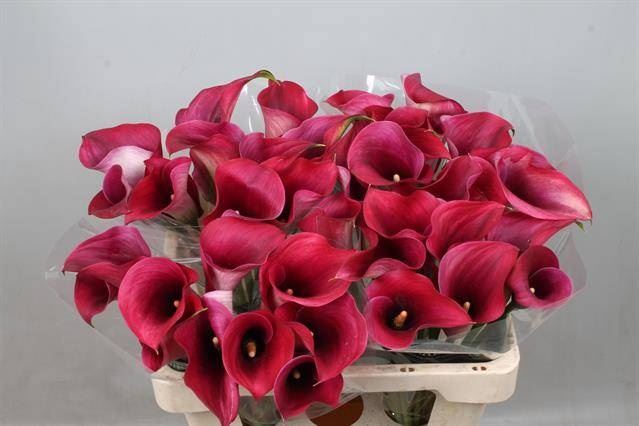 <h4>Calla Captain Promise</h4>