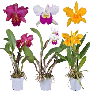 Cattleya grootbloemig mix 1 tak 2 knop 12 cm
