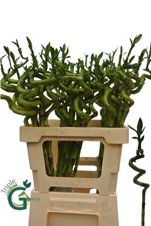 <h4>Drac S Lucky Bamboo</h4>