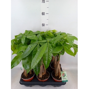Pachira aquatica