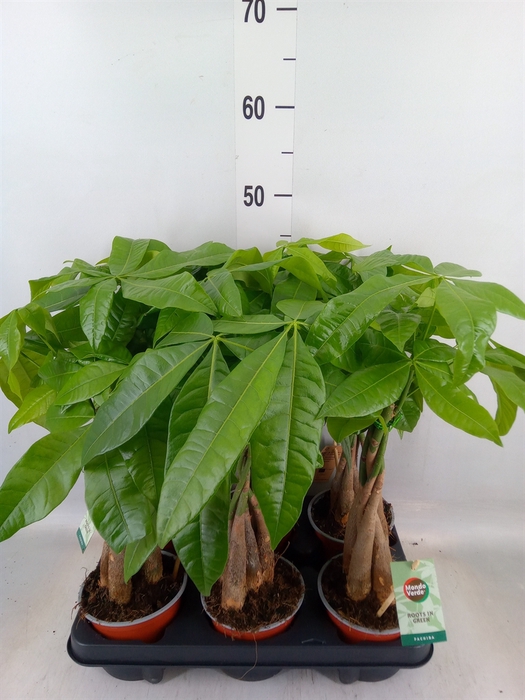 <h4>Pachira aquatica</h4>