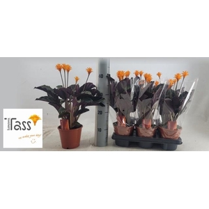 CALAT CROCATA