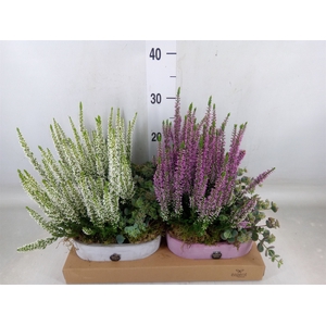 Arr.   Tuinplanten L%